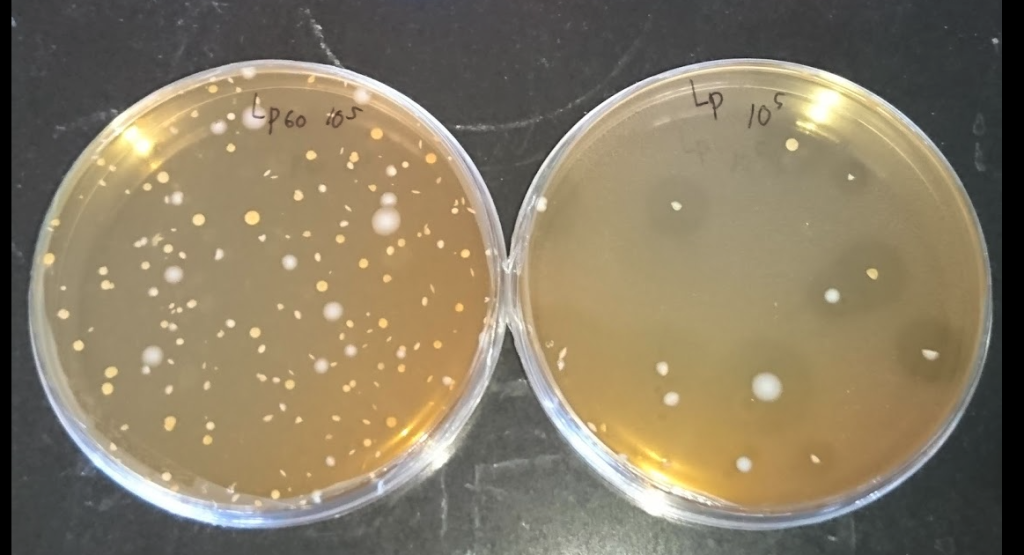 mrsa agar